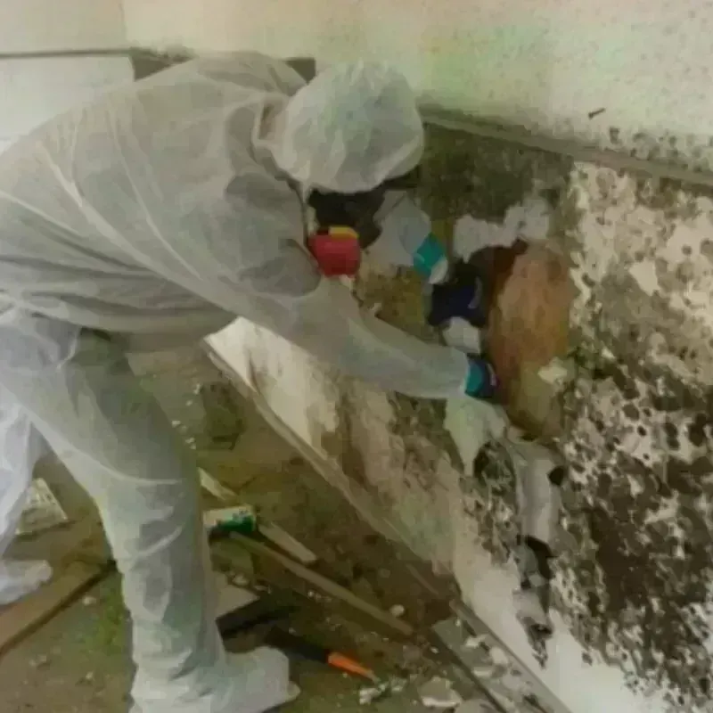 Mold Remediation and Removal in Lisbon, ME